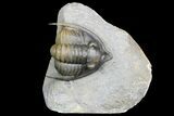 Diademaproetus Trilobite - Multi-Colored Shell #92925-3